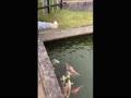 鯉の餌